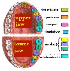 http://islamqt.com/tajweed/html/Pictures/Theet.gif